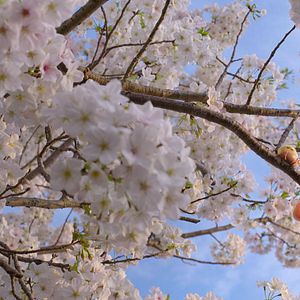 Foto Gudetama: Un pasote de aventura