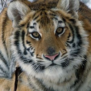 Foto El niño y el tigre