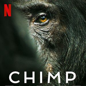 Foto El imperio de los chimpancés