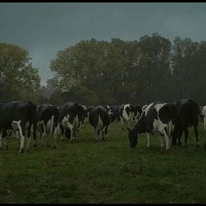 Foto La vaca que cantó una canción sobre el futuro