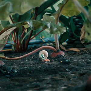 Foto Marcel The Shell With Shoes On