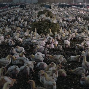 Foto Intoxicación: La cruda verdad sobre nuestra comida