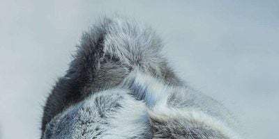 Cartel de Horrible from Supper