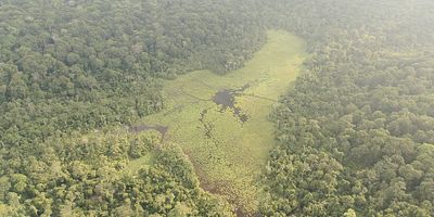 Cartel de Las selvas