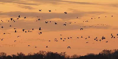Cartel de Agua dulce