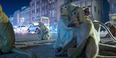 Cartel de Ciudades noctámbulas