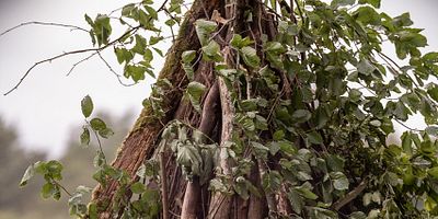 Cartel de Better to Marry Than Burn