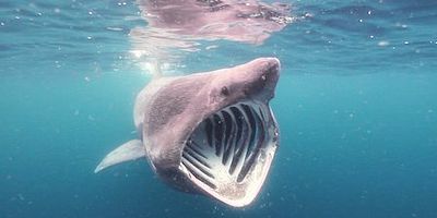 Cartel de Raging waters