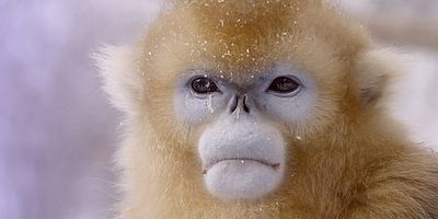 Cartel de Strangest Things