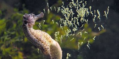 Cartel de The Cycle of Life