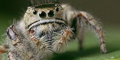 Cartel de Extremeliest