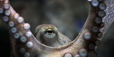 Cartel de La inteligencia animal