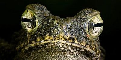 Cartel de Guerra química