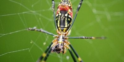 Cartel de Mortal o folclor