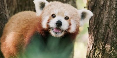 Cartel de Bellos y dolorosos