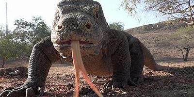 Cartel de El camino menos transitado