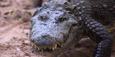 Cartel de Asesinos accidentales