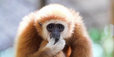 Cartel de Arrincóname y pelearé