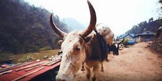 Cartel de El osado y la brutal