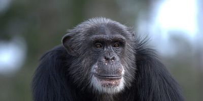 Cartel de Juegos de Poder