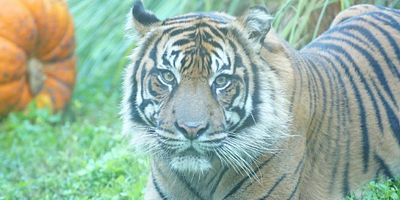 Cartel de Bebé gorila