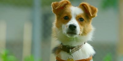 Cartel de Episodio 1