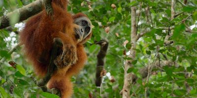 Cartel de Gunung Leuser, Indonesia