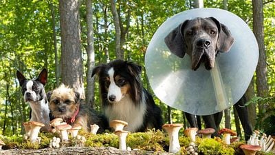 'Hijos de perra': Paquete de juguetes para consentir a tu perrhijo por menos de 250 pesos noticias imagen