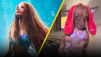 El perrito que se hizo famoso por recrear escena de 'La Sirenita' noticias imagen