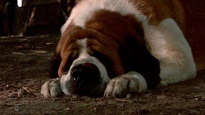 Se va de Netflix México: la película de horror sobre perros que debes ver si te emociona ‘Good Boy’ noticias imagen