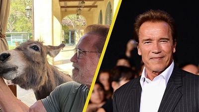 Así es la increíble oficina de Arnold Schwarzenegger llena de burros y ponis noticias imagen