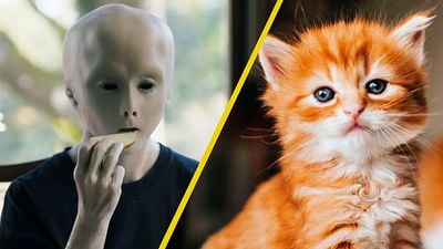 Si amas a los gatos, esta es la película de Netflix que no debes ver noticias imagen