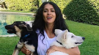 Ellos son los perritos de Salma Hayek, Sofia Vergara y otras famosos de Hollywood noticias imagen