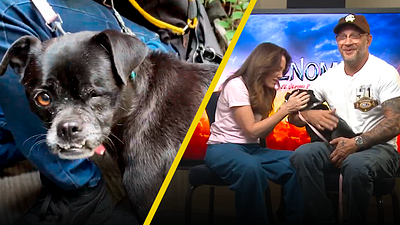 'Venom 3': Ella es Changa, la perrita que casi hace llorar de amor a Tom Hardy y Kelly Marcel noticias imagen