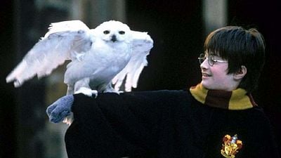 Así puedes conseguir este coleccionable de 'Harry Potter' con 55% de descuento en Amazon noticias imagen