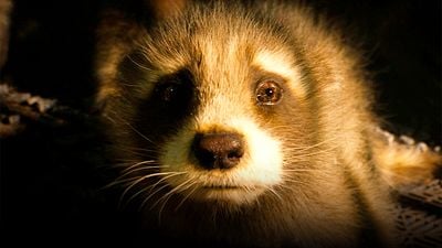 PETA da premio a James Gunn por denunciar el maltrato animal en 'Guardianes de la Galaxia 3' noticias imagen