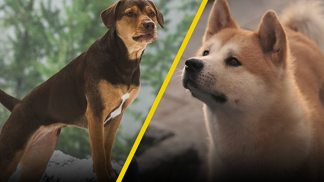 Películas imperdibles hoy en Azteca 7: Si amas a los perros, no te pierdas estas dos joyas gratis noticias imagen