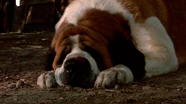 Se va de Netflix México: la película de horror sobre perros que debes ver si te emociona ‘Good Boy’ noticias imagen