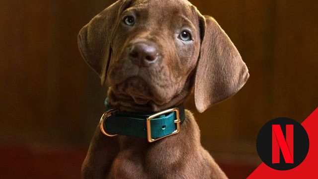 Antes de verlos resolver misterios en 'Scooby-Doo': Las películas imperdibles que demuestran por qué Netflix los eligió para la serie noticias imagen