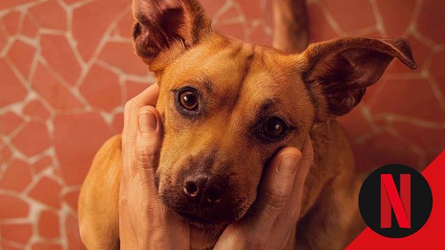 "Si quieres llorar, mira esta película": el estreno de Netflix que conmueve y es top 1 en 27 países noticias imagen