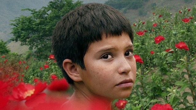 Las heridas del narcotráfico en las infancias: la joya mexicana en streaming que te hará ver la realidad del campo con otros ojos noticias imagen