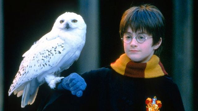 Hoy TV: La mejor película de 'Harry Potter' para tener un domingo familiar noticias imagen