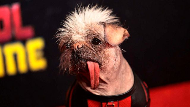 ¿Es un Xoloitznuintle? Esta es la raza del perrito que aparece en ‘Deadpool 3’ noticias imagen