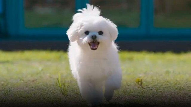 Este drama coreano en Netflix te hará reír y llorar si tienes mascotas noticias imagen