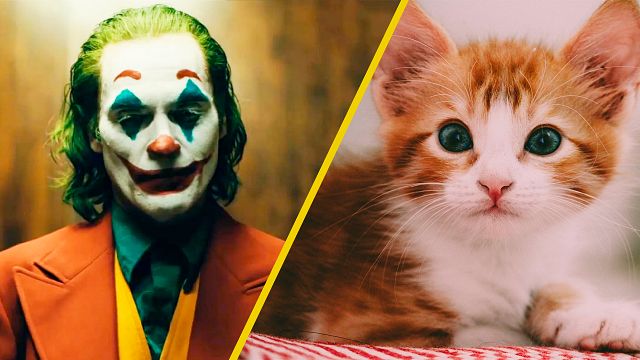 Así se vería Joker de Joaquin Phoenix si fuera un tierno gatito noticias imagen