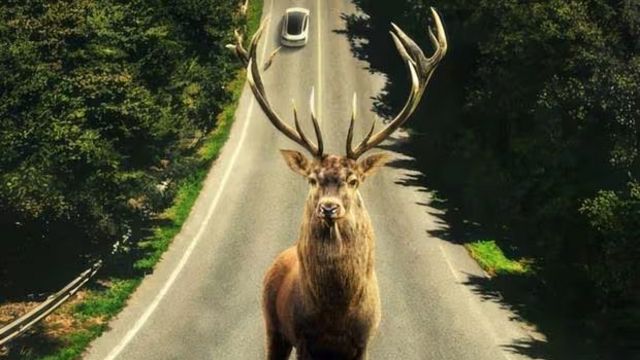 El aterrador significado de los ciervos en 'Dejar el mundo atrás' de Netflix noticias imagen