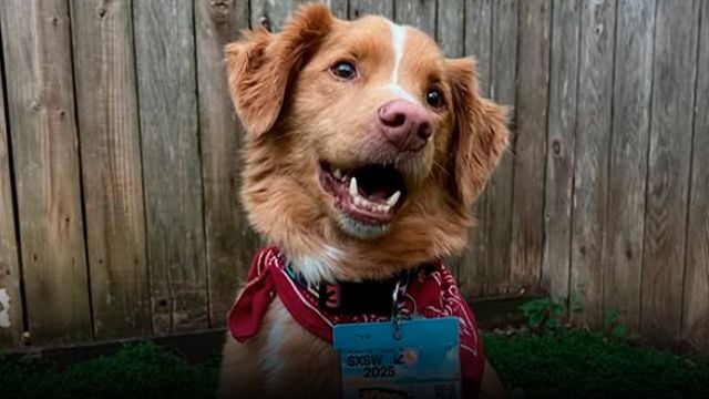 Te presentamos a Indy, el perrito que protagoniza la película de terror de la que todos están hablando noticias imagen