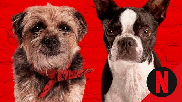 No la veas con niños: la comedia de perritos sin censura que ya es de lo más visto en Netflix México noticias imagen