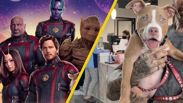 El lujo llevado al extremo: la superestrella de Marvel que alquila jets privados para no dejar solos a sus perros noticias imagen