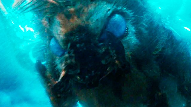 ¿Estará Mothra en 'Godzilla y Kong: El nuevo imperio’? noticias imagen